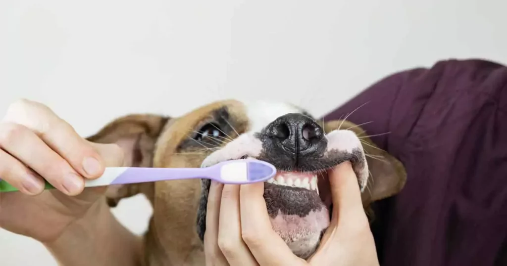 Bedste tandpasta til hunde – Få styr på din hunds tandsundhed