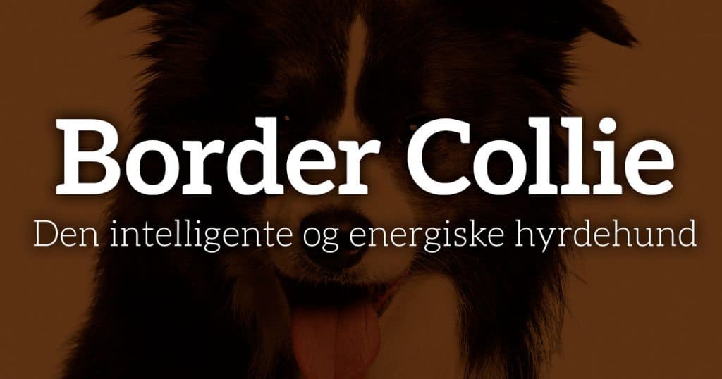 Border Collie: Den intelligente og energiske hyrdehund