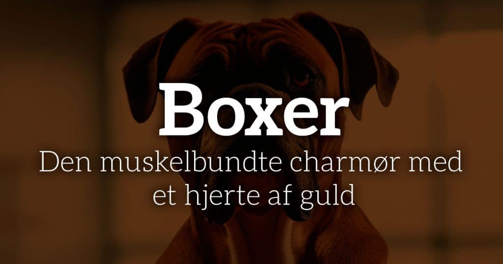 Boxer: Den muskelbundte charmør med et hjerte af guld