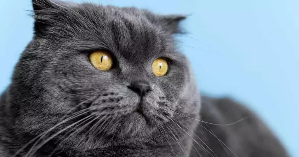 British Shorthair: En guide til racens charmerende natur og plejebehov