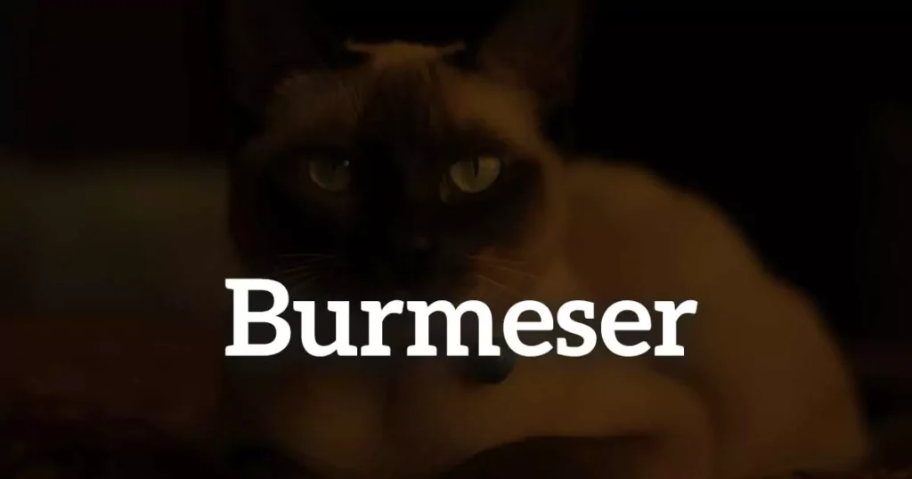 Burmeser: Fra Østens Mystik til Hjemmets Hjerte