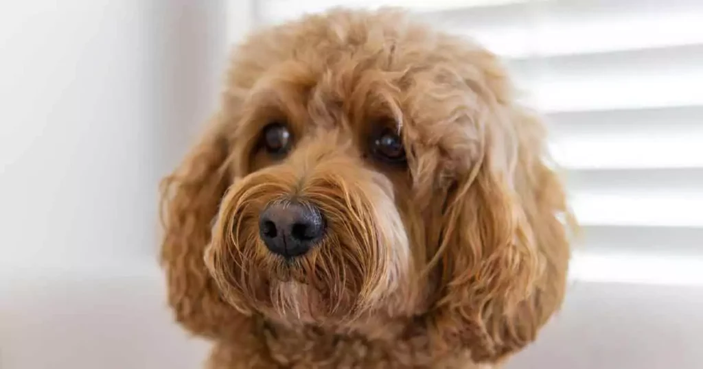 Cavapoo: Den charmerende familiehund