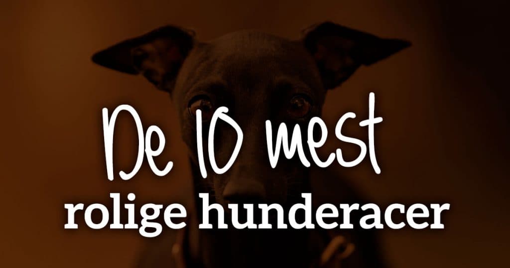 De 10 mest rolige hunderacer: Find den perfekte hund til din livsstil