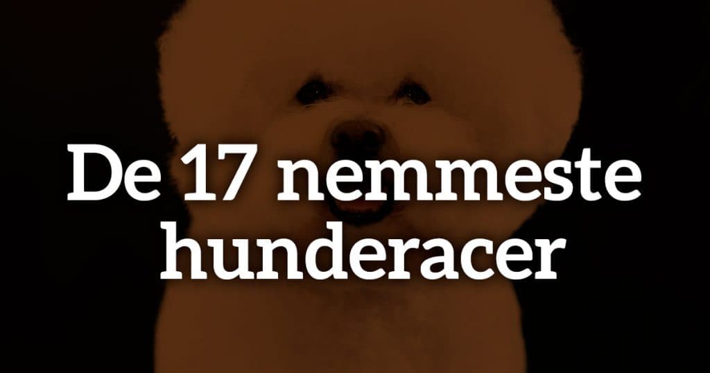 De 17 nemmeste hunderacer – hvilken hund er nemmest at have?