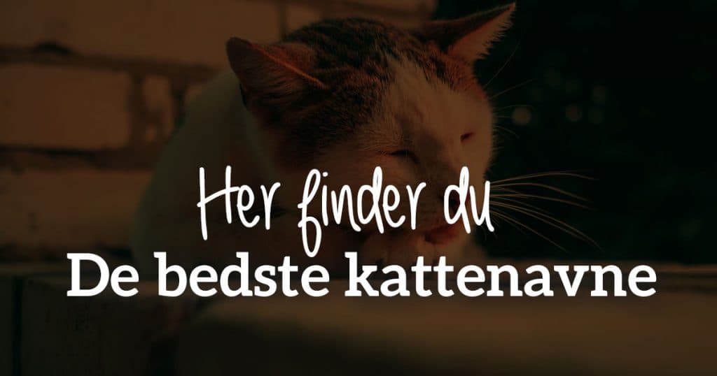 De bedste kattenavne