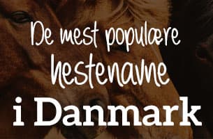 De mest populære hestenavne i Danmark (2026)