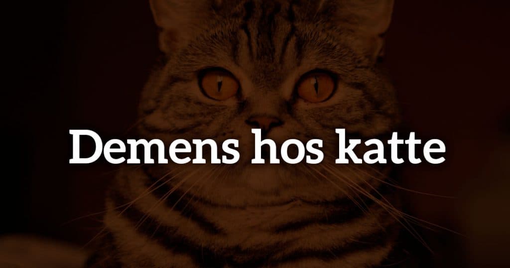 Demens hos katte
