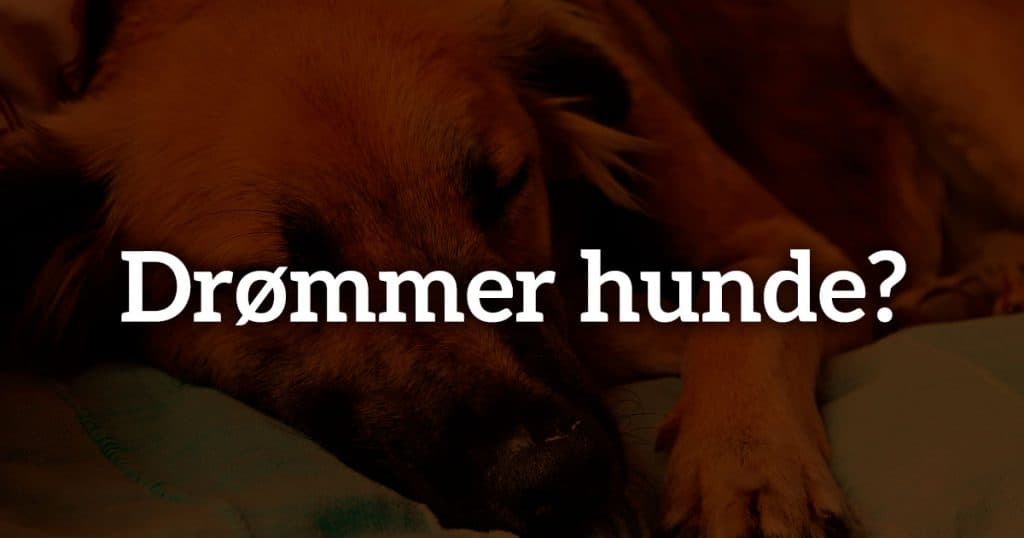 Drømmer hunde? Derfor spjætter, piver og bevæger hunde sig i søvne