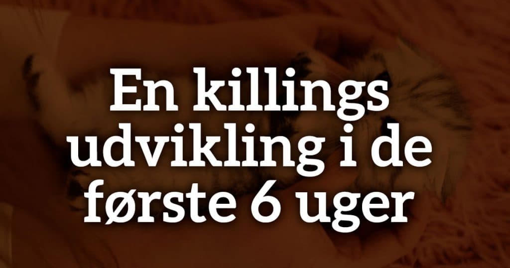 En killings udvikling i de første 6 uger