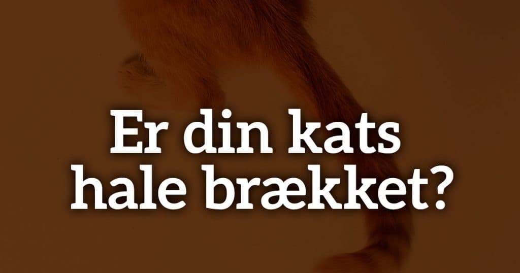 Er din kats hale brækket? Sådan tjekker du det og hjælper din kat