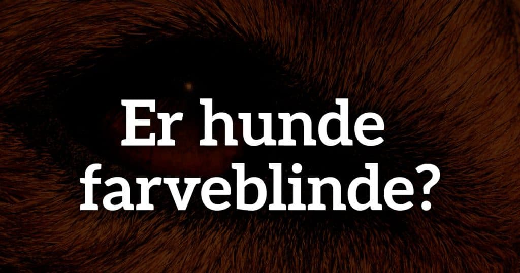Er hunde farveblinde?