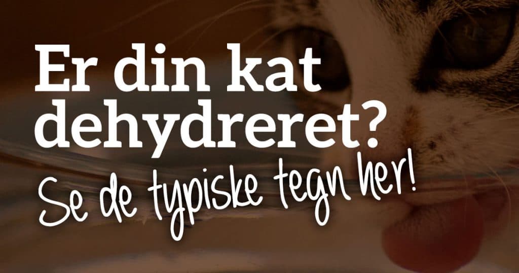 Er din kat dehydreret? Se de typiske tegn her