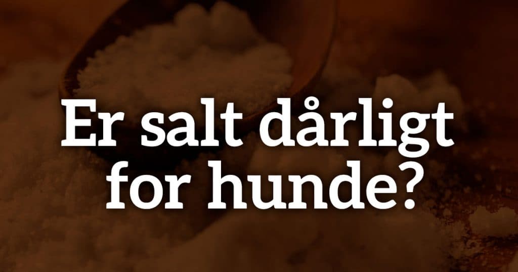Er salt dårligt for hunde?