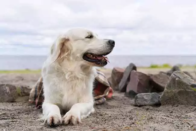 Golden Retriever: Den gyldne familieven