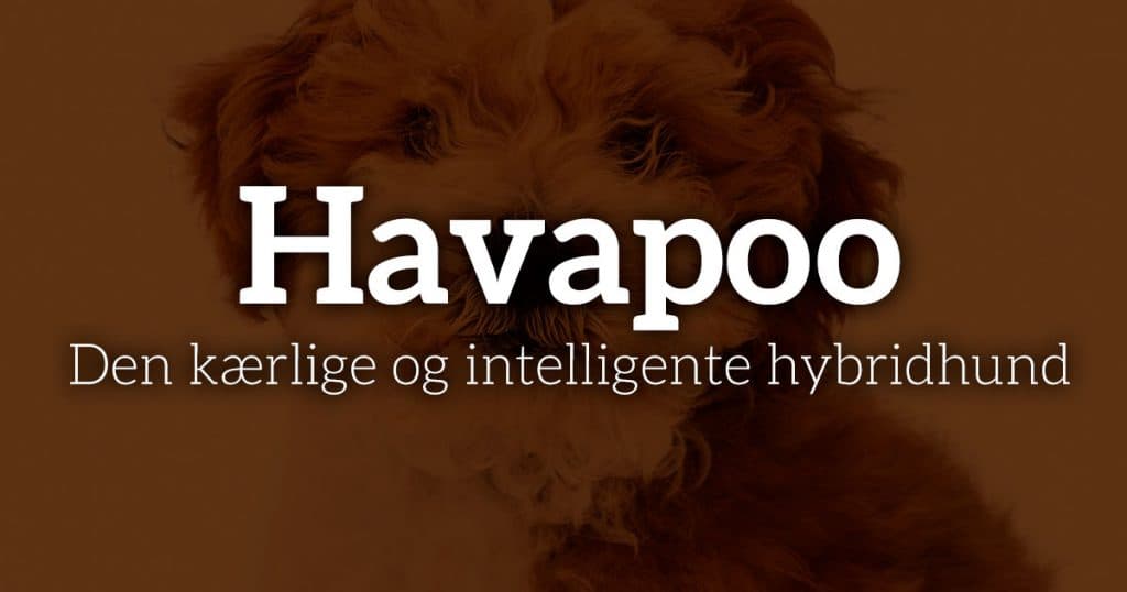 Havapoo: Pris, størrelse, allergi og pleje