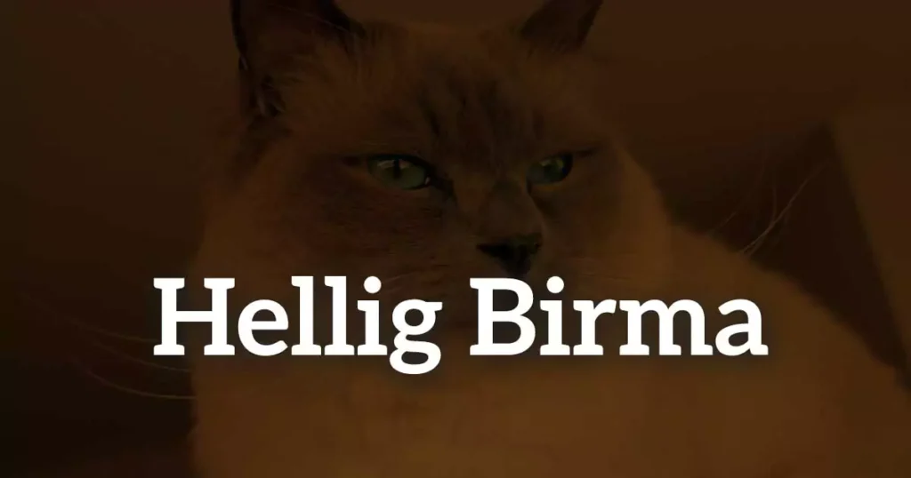 Hellig Birma: En guide til racens historie, karakter og pleje