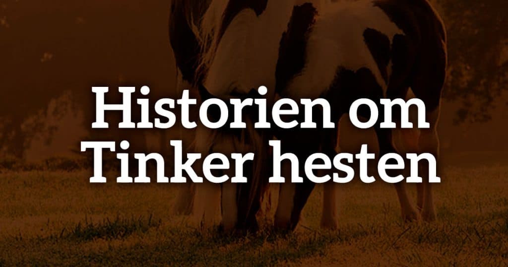 Tinker hest (Irish Cob) – temperament, pris og fakta