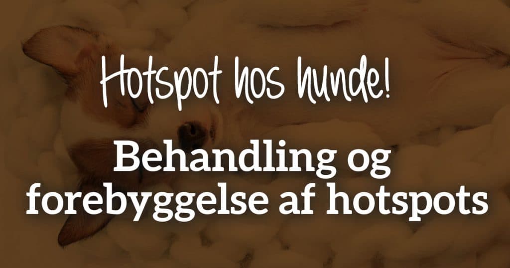 Hotspot hos hunde