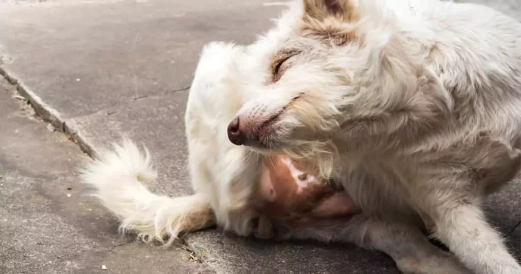 Er din hund plaget af kløe? Sådan hjælper du din firbenede ven med følsom hud