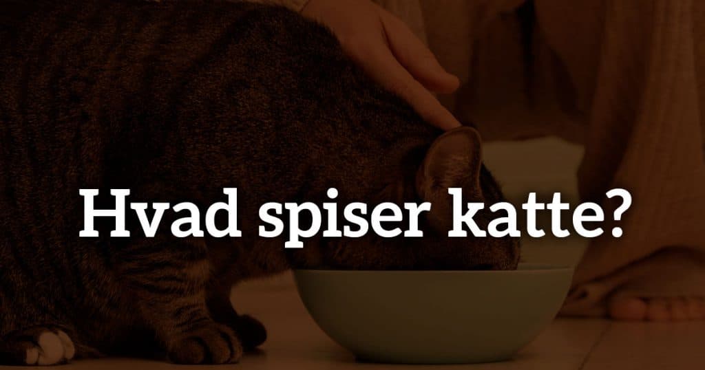 Hvad spiser katte?