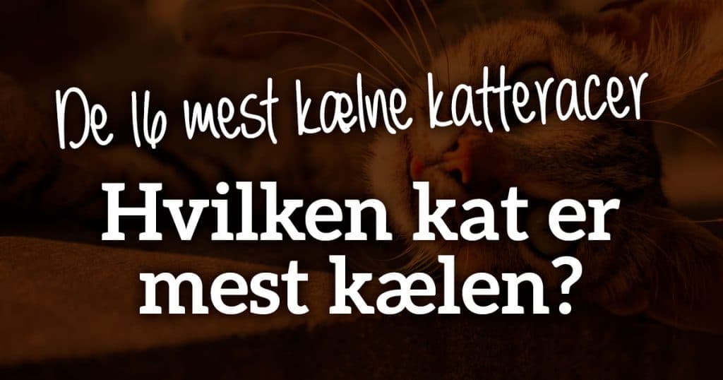 Hvilken kat er mest kælen?