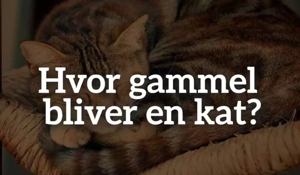 Hvor gammel bliver en kat?