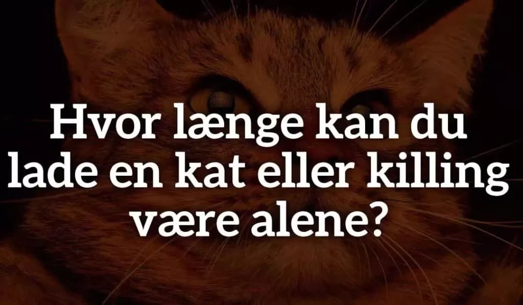 Hvor længe kan du lade en kat eller killing være alene?