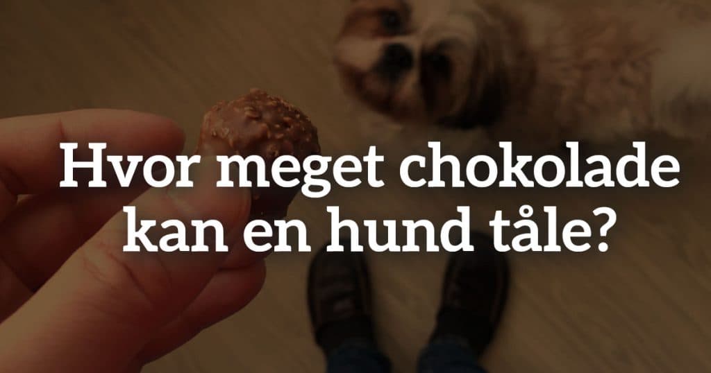 Hvor meget chokolade kan en hund tåle?