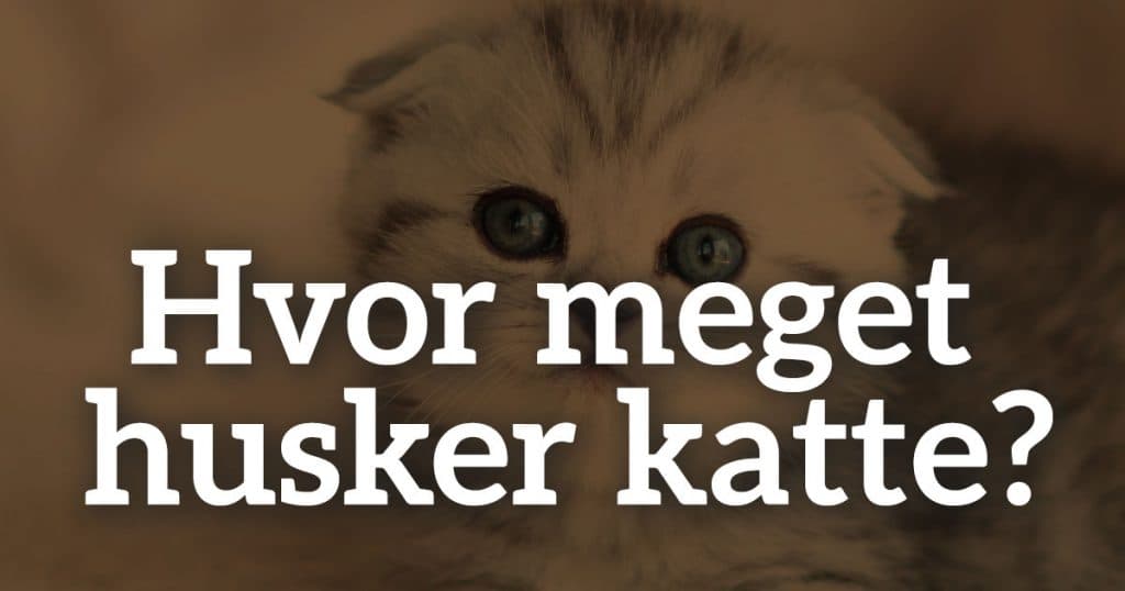 Hvor meget husker katte?