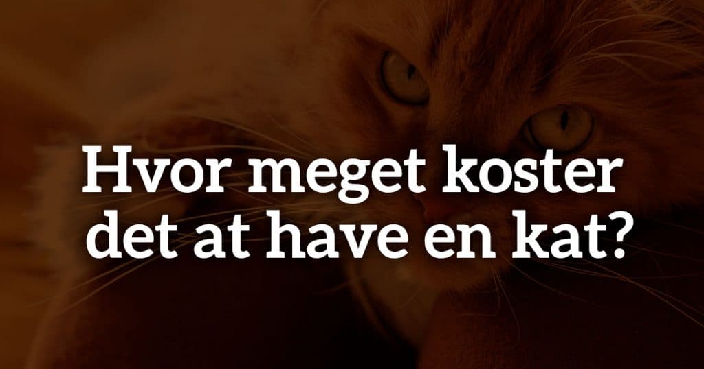 Hvor meget koster det at have en kat?
