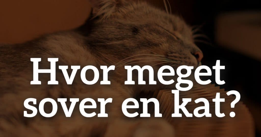 Hvor meget sover en kat?