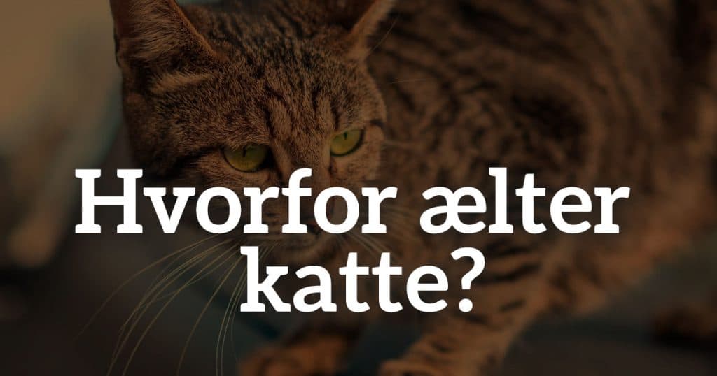 Hvorfor ælter katte?