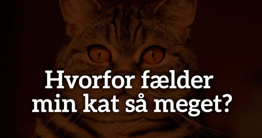 Hvorfor fælder min kat så meget?