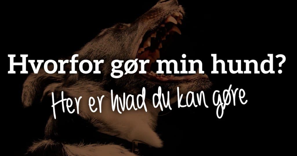 Hvorfor gør min hund? Her er hvad du kan gøre