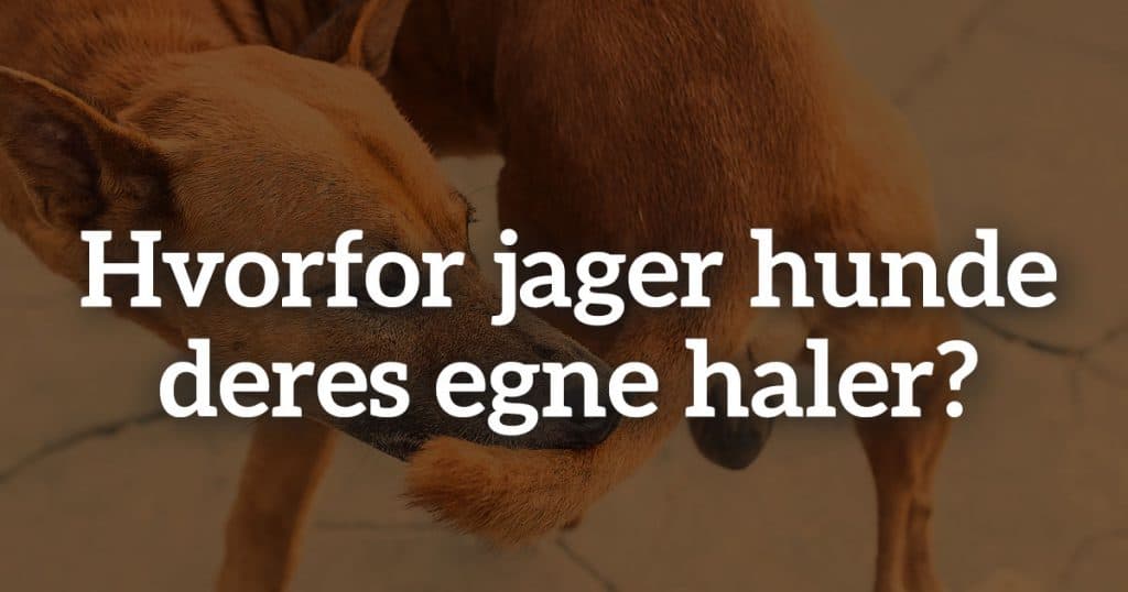 Hvorfor jager hunde deres egne haler?