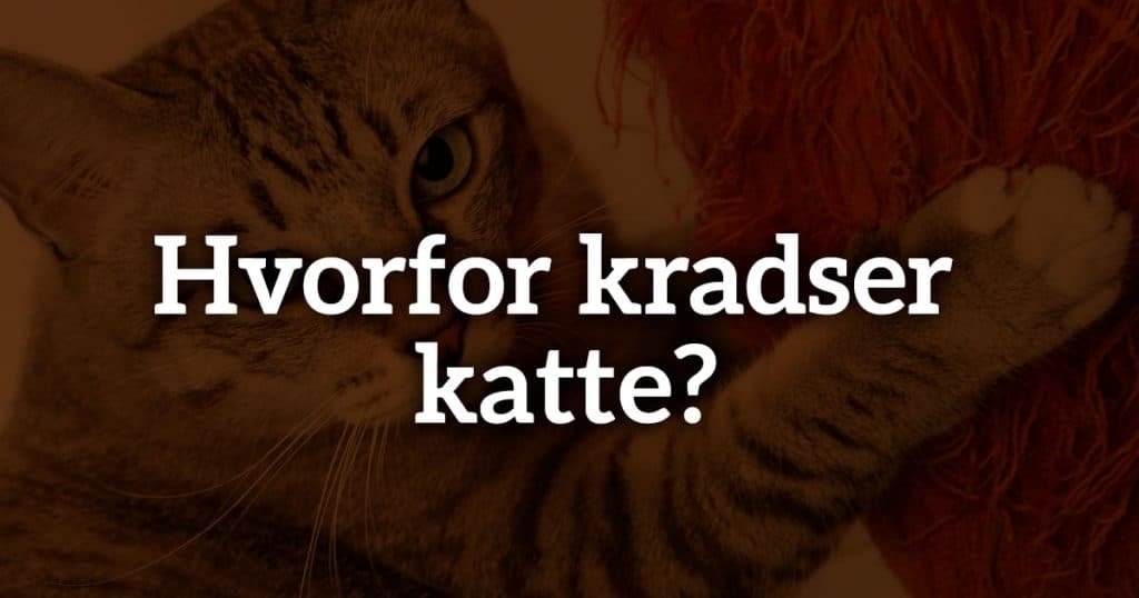 Hvorfor kradser katte?