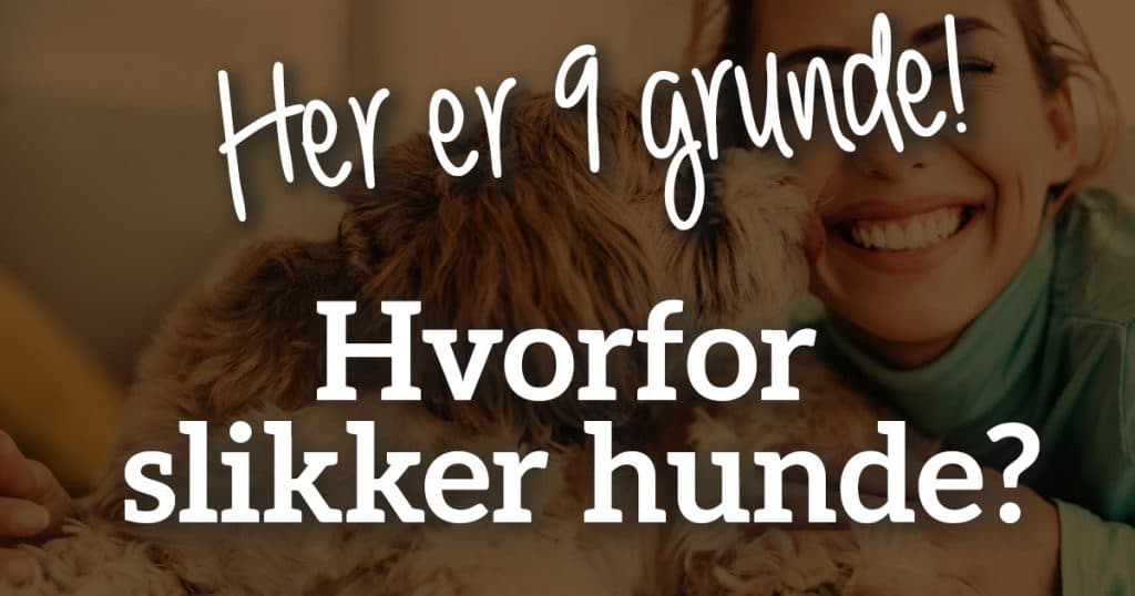 Hvorfor slikker hunde?