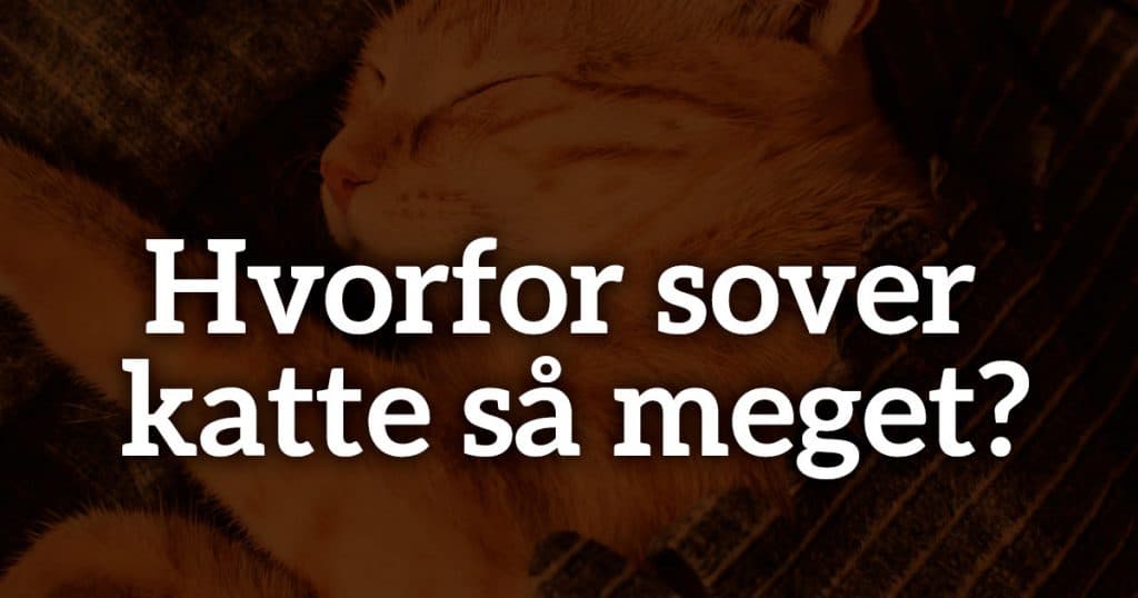 Hvorfor sover katte så meget?