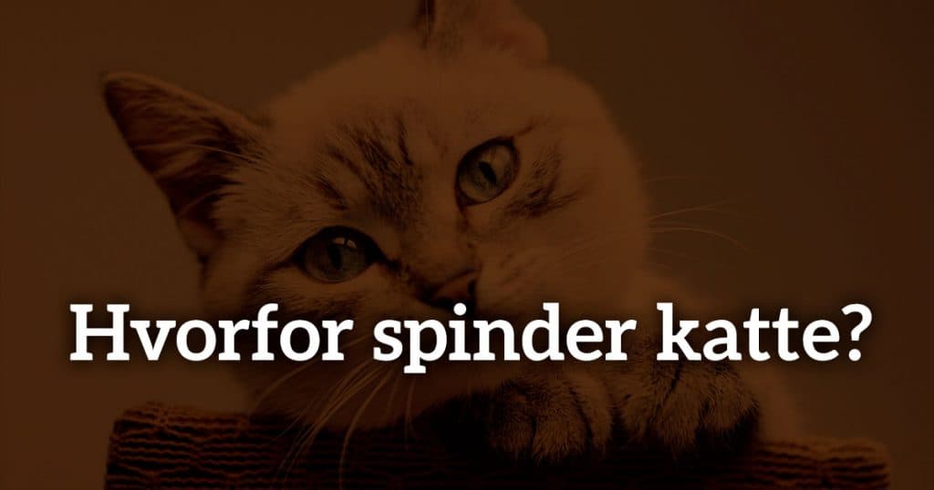 Hvorfor spinder katte?