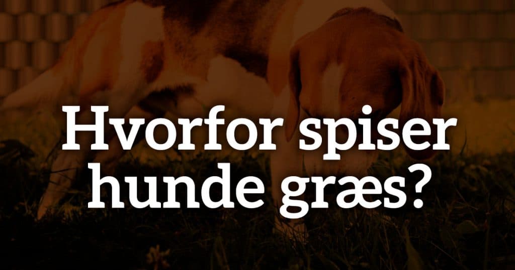 Hvorfor spiser hunde græs?