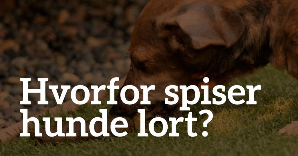 Hvorfor spiser hunde lort? (Og hvordan stopper du det)
