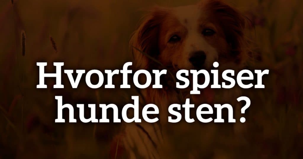 Hvorfor spiser hunde sten?