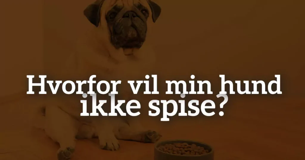 Hvorfor vil min hund ikke spise? 10 grunde og gode råd