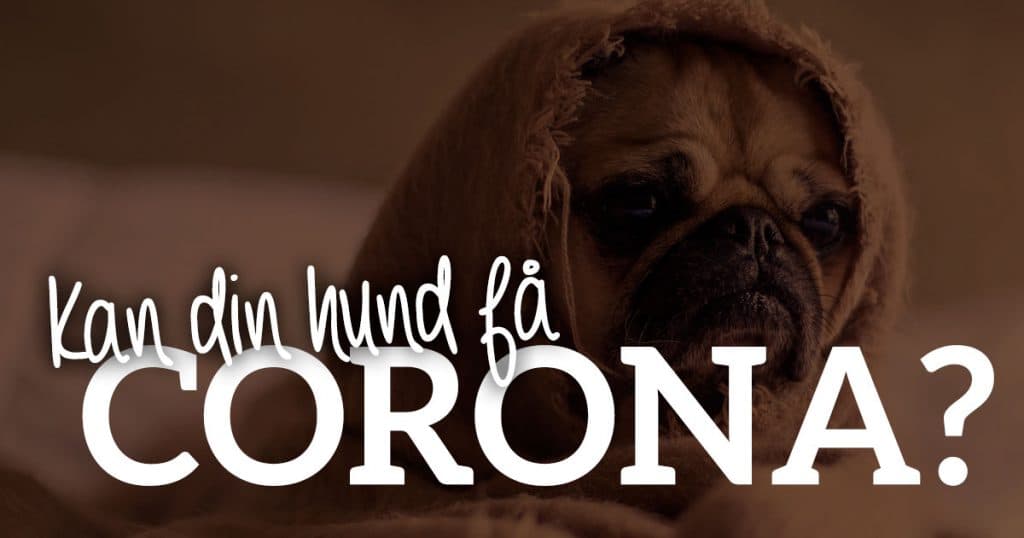 Kan hunde få Corona (COVID-19)?
