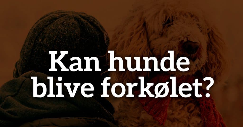 Kan hunde blive forkølet?