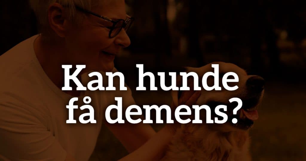 Kan hunde få demens?