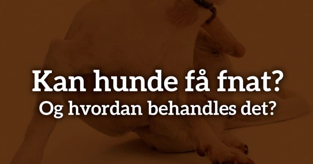 Kan hunde få fnat?