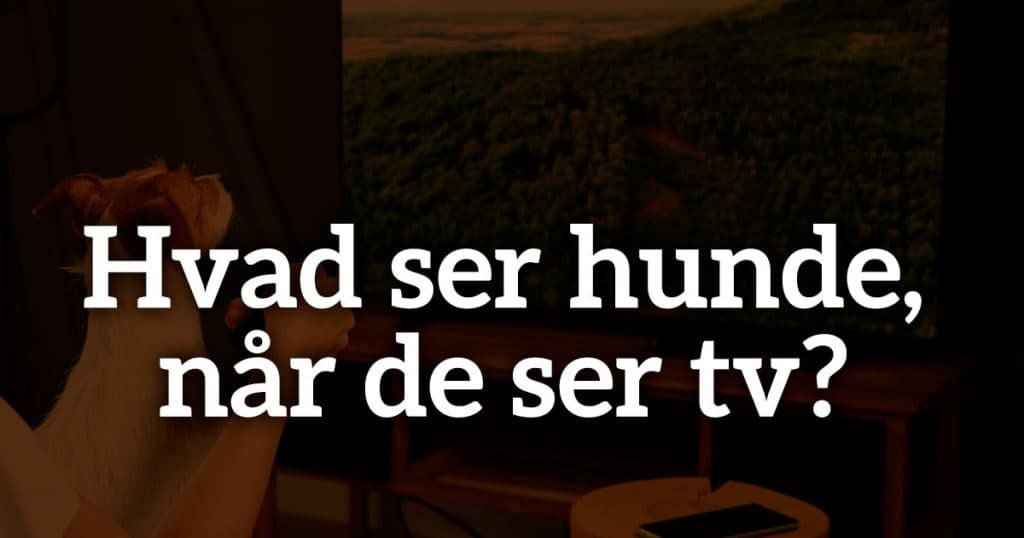 Hvad ser hunde, når de ser tv?