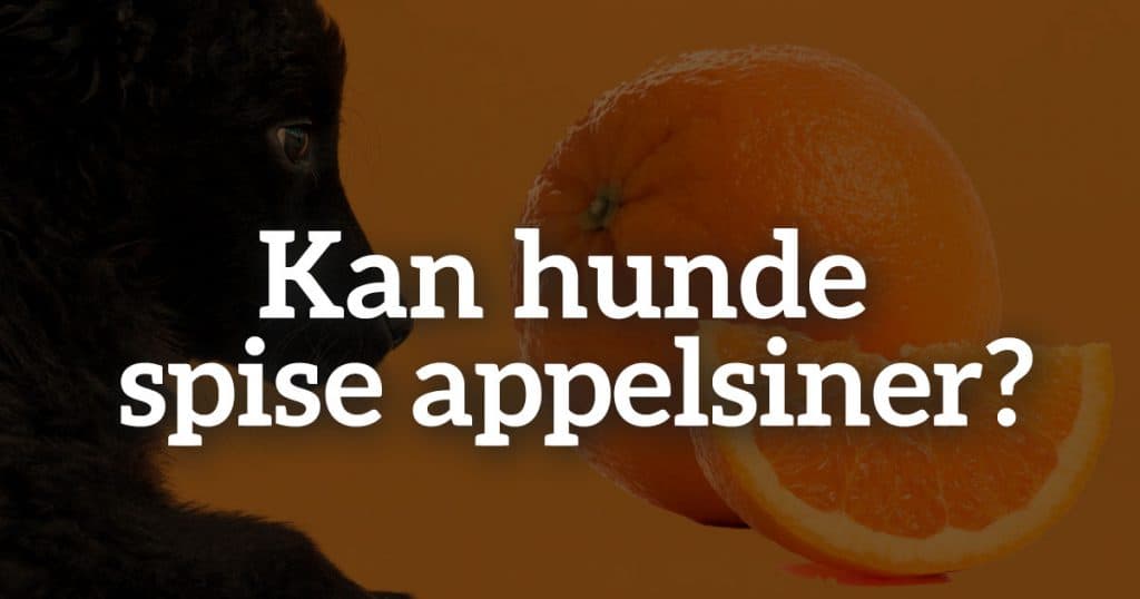 Kan hunde spise appelsiner?
