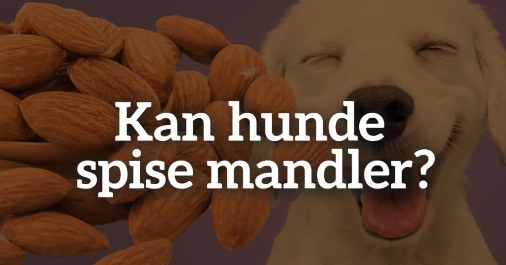Kan hunde tåle mandler?